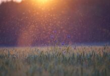 Kiedy jest najwięcej komarów w Tajlandii?