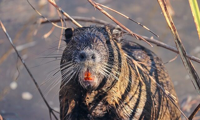 Ile szczurów przypada na jednego człowieka?