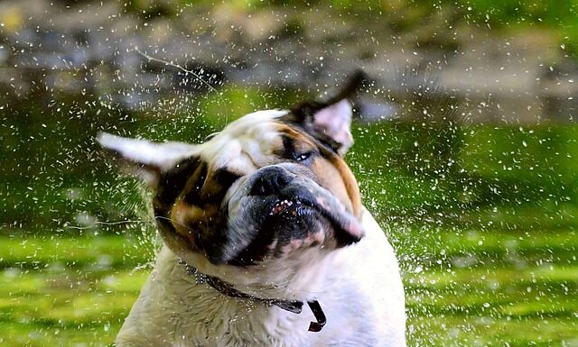 Kogo lubią Anglicy?